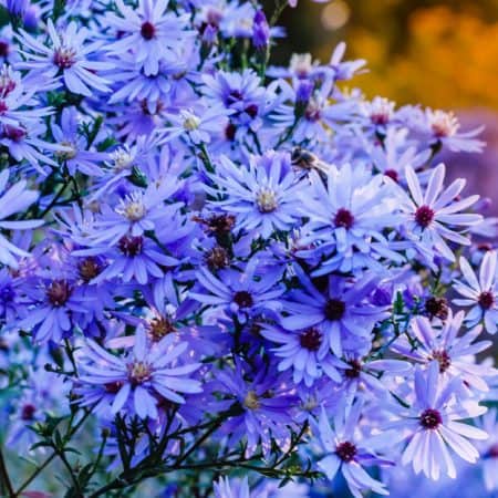 Blue Asters on bush