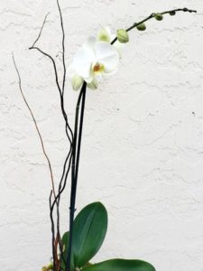 This beautiful orchids are a perfect accent to any home or office