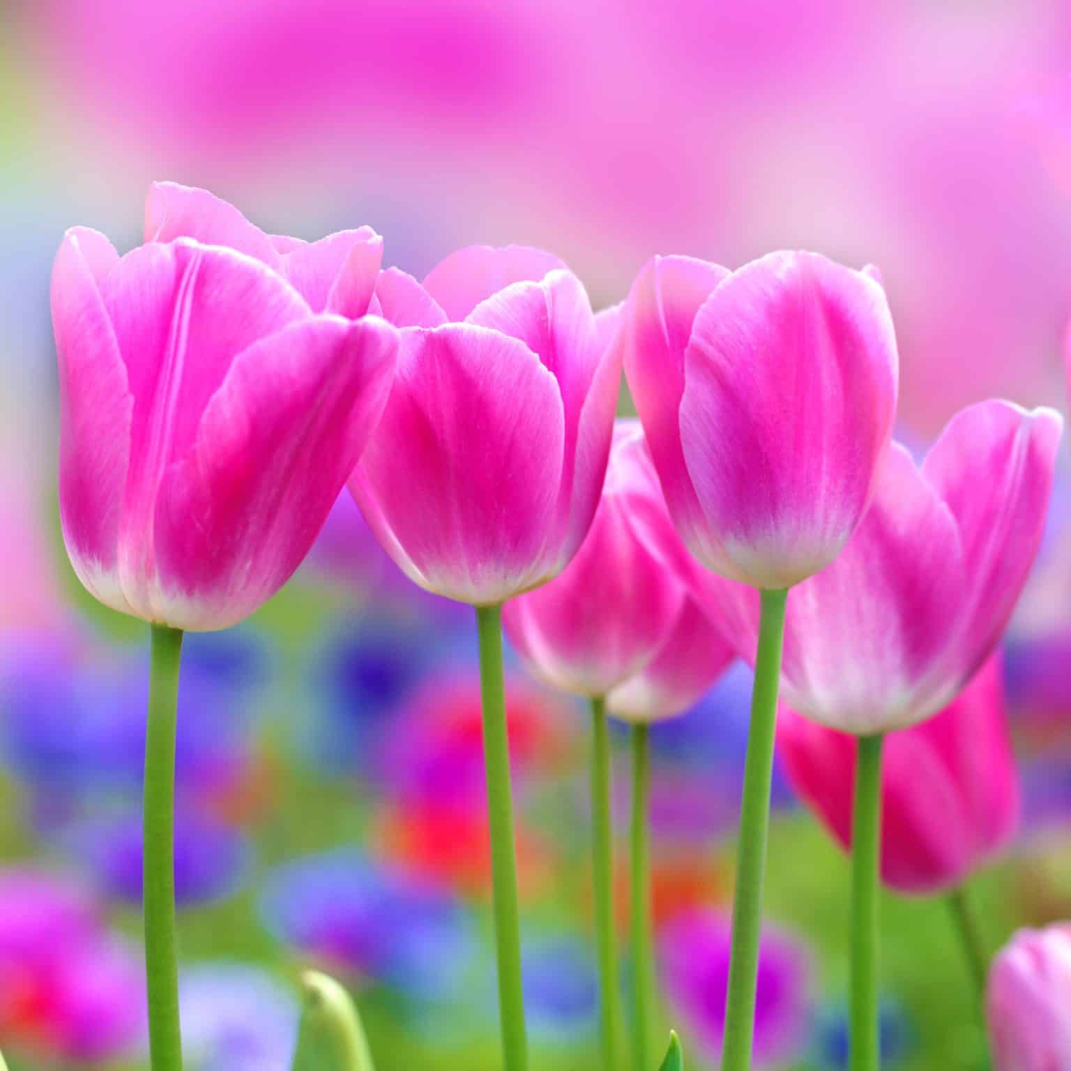 Our Favorite Springtime Flowers Port Charlotte Florist Blog